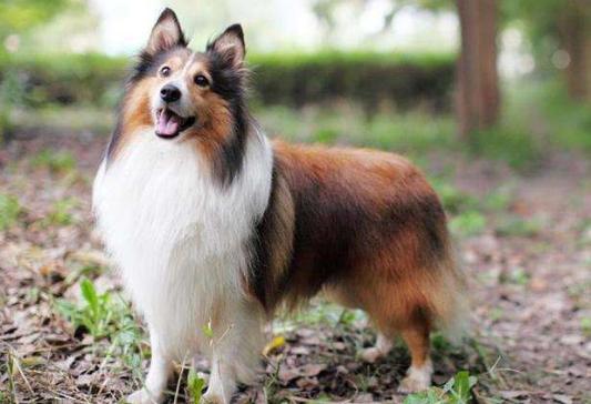 爱犬正在老去，冠能为您拦下时间带来的伤害