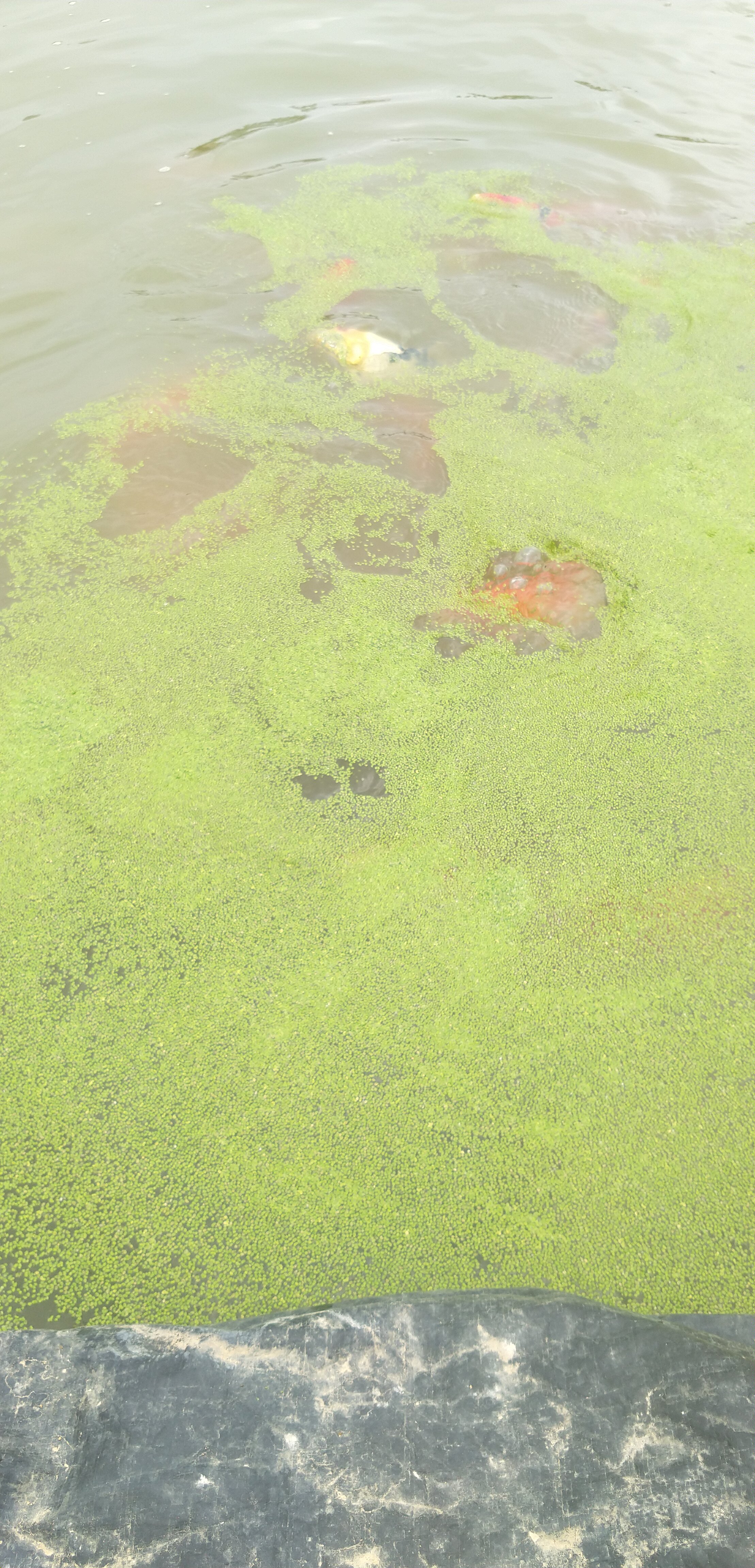 生石灰和熟石灰价格,生石灰是不是越来越贵了