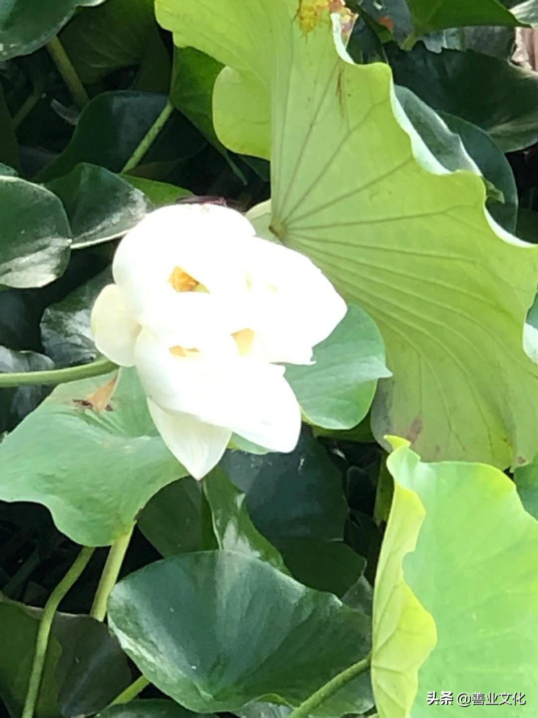 云中吟系列衣服,云中吟系列解说