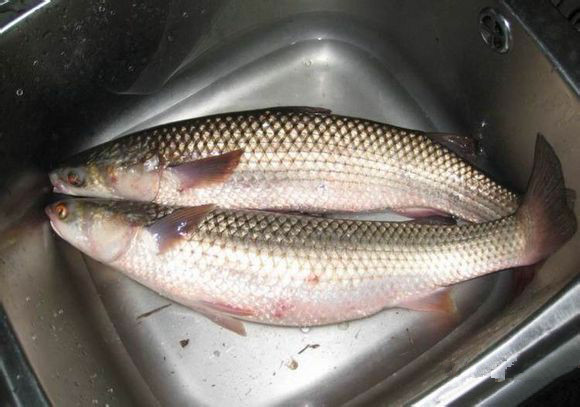 海鲜大全,最全海鲜冷知识