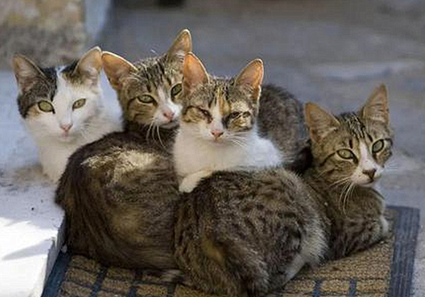 猫咪先兆流产不治疗的后果,猫咪早产为什么迟迟生不出来