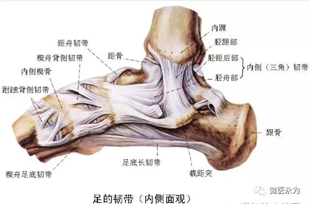 国家队康复师崴脚,国家队运动员扭伤用什么药