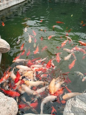 养鱼用细菌屋好不好？有人说用细菌屋是交“智商税”，真是这样吗