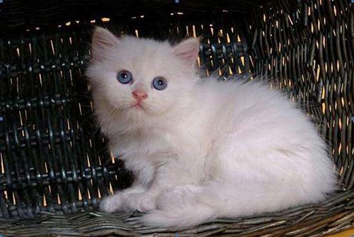 后院布偶猫好吗,怎么挑选传统系布偶猫