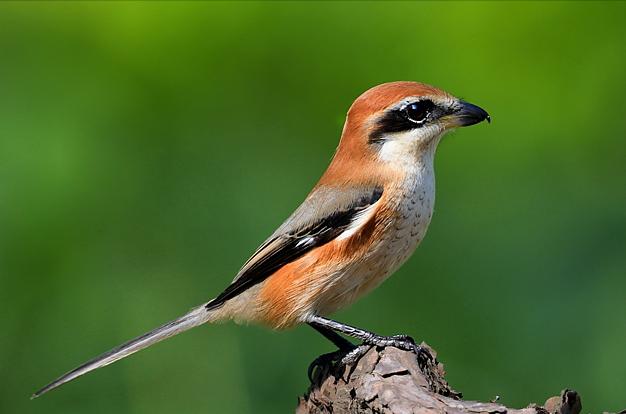 广东常见鸟类图谱和名称图文,东江揽胜鸟类