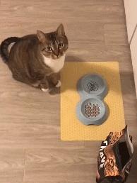 橘猫被抓警察局,肥猫被警察带走判刑