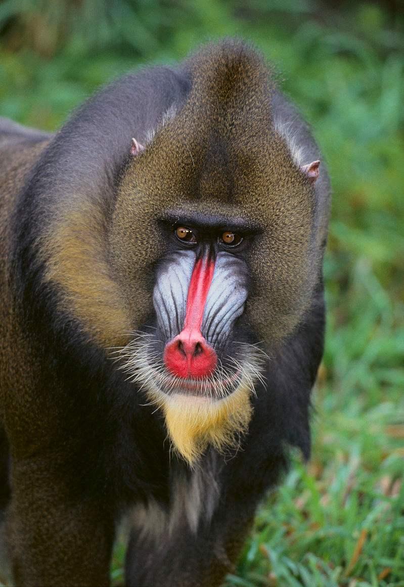 加拿大出现怪异的东西,加拿大无头怪