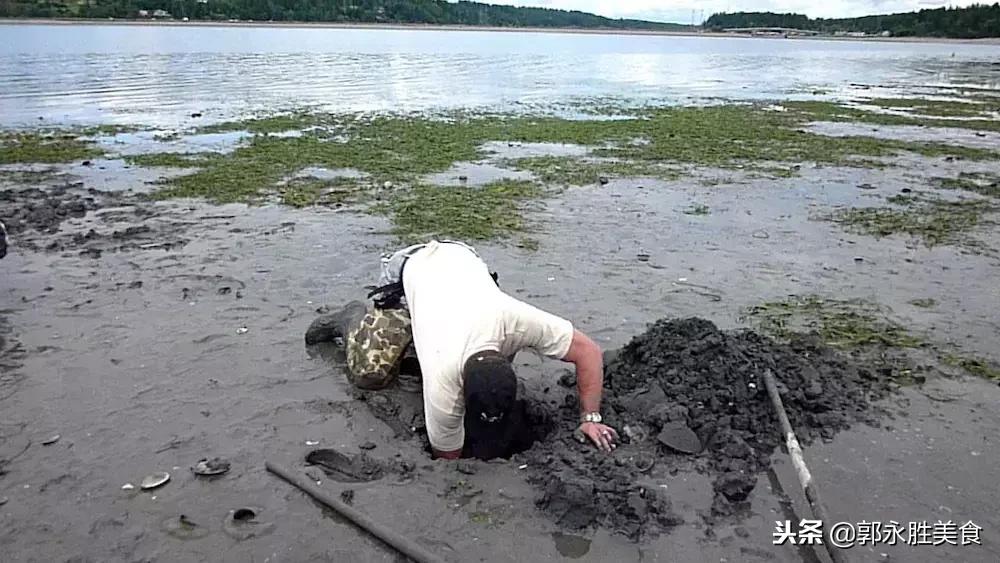 长相难以启齿的象拔蚌,当年餐桌上可是炙手可热!