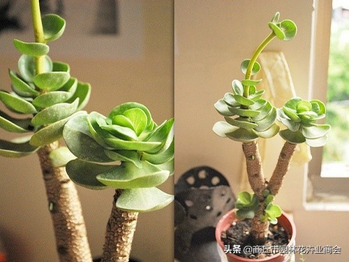 金钱木叶子发黄发软掉叶怎么回事,多肉金钱木叶子发黄发软枝干变细