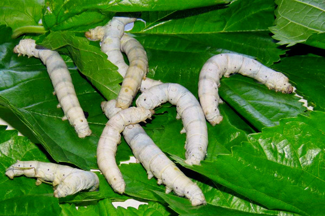 家蚕的养殖方法和注意事项,家蚕怎么培育