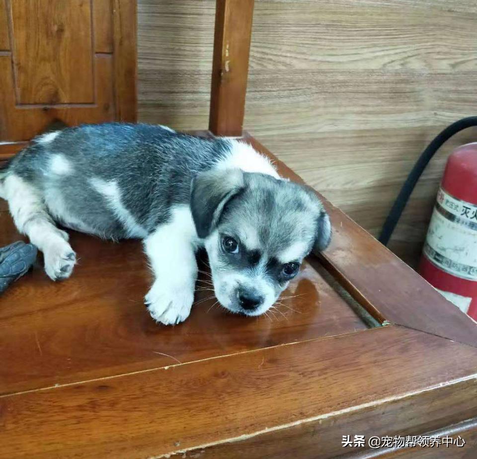 除夕,身上恶臭的萨摩耶在家门口流浪:为什么要抛弃我?