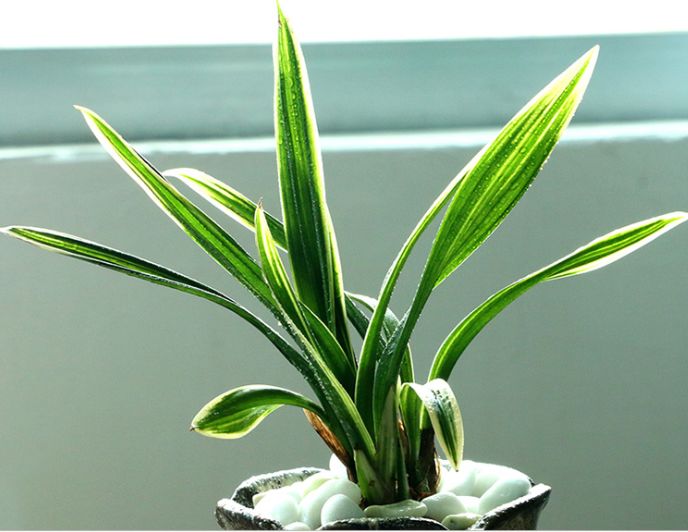 带金边的墨兰开花图片,金边兰花都有什么颜色的花