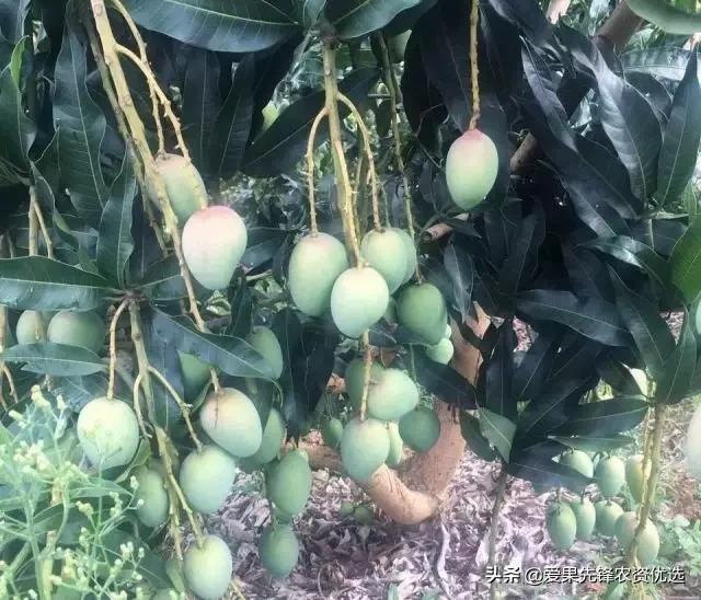 有前景的芒果品种名字大全,长势比较好的芒果品种