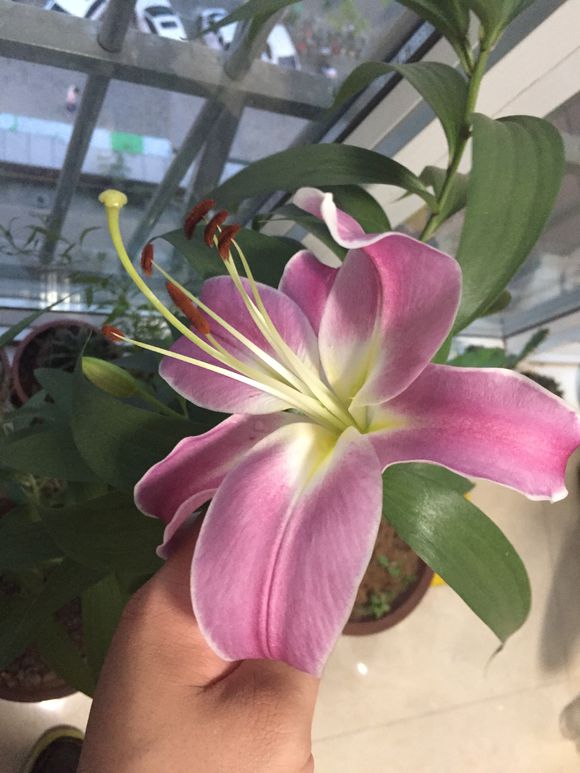 百合叶黄怎么办,百合竹叶子发黄发软的解决方法