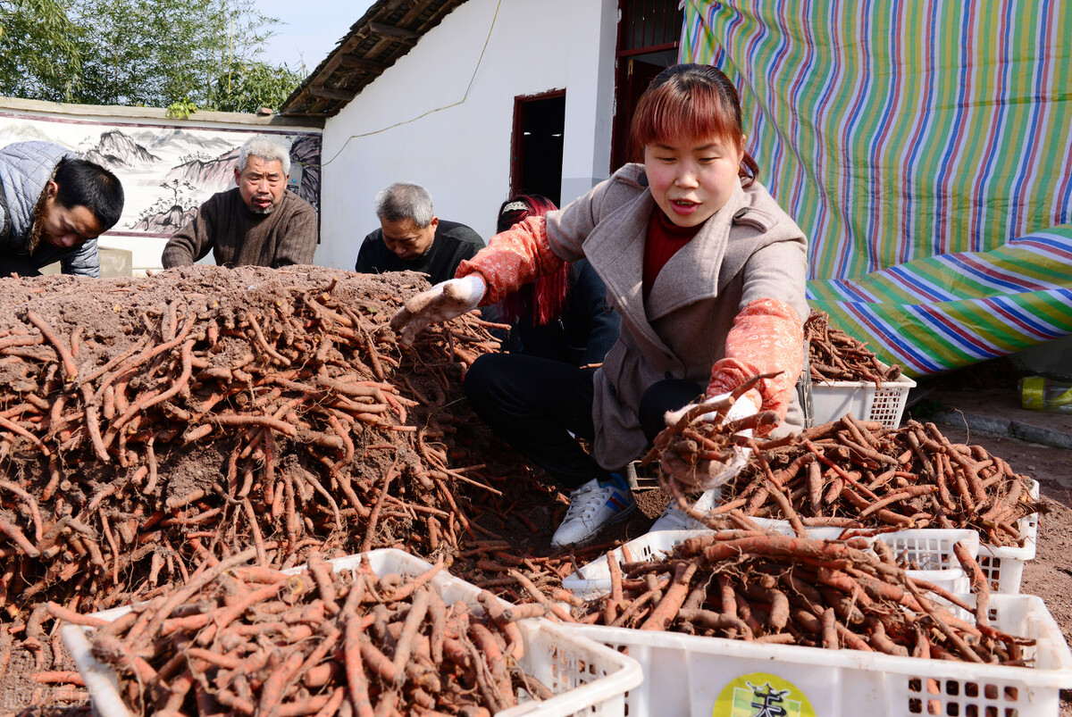 心脑血管疾病不能吃哪种感冒药,常见心脑血管疾病中成药