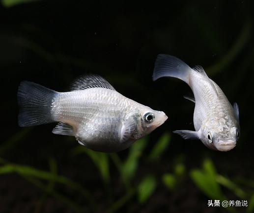 给孔雀鱼换水注意些什么,孔雀鱼换水需要注意什么