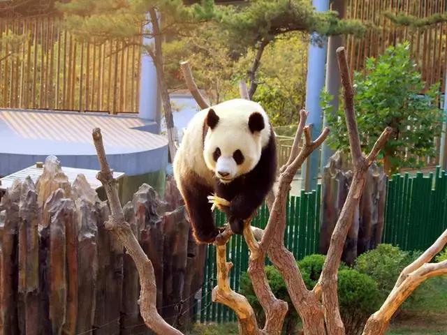 哪个动物园可以和动物亲密接触,野生动物园近距离接触动物感触