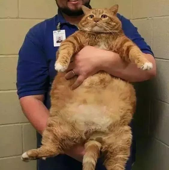 原来橘猫是从小就开始胖了,橘猫为什么可以长那么胖