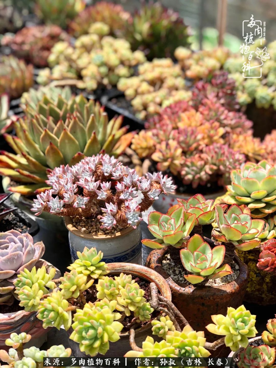 与多肉一起成长,与多肉相伴