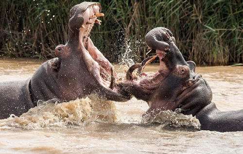 十大恐怖的动物小时候有多可爱,世界上最无所畏惧的动物平头哥