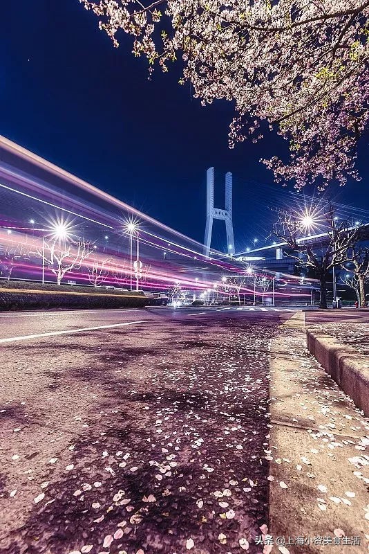 顾村公园一年一度赏樱,顾村公园赏樱点