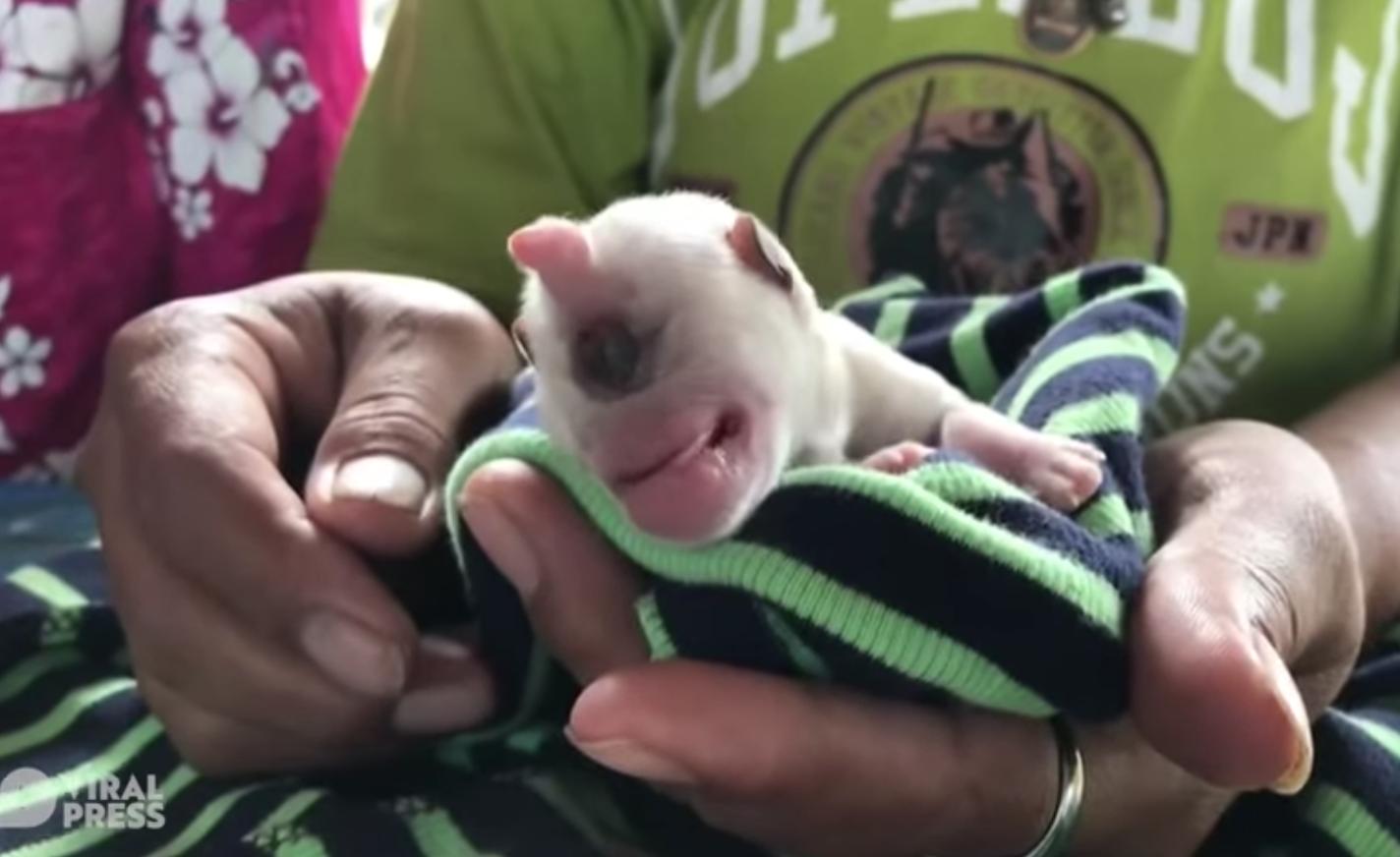 太可爱！泰国独眼变异小狗萌翻全网，眼睛囧囧有神，出生便成网红