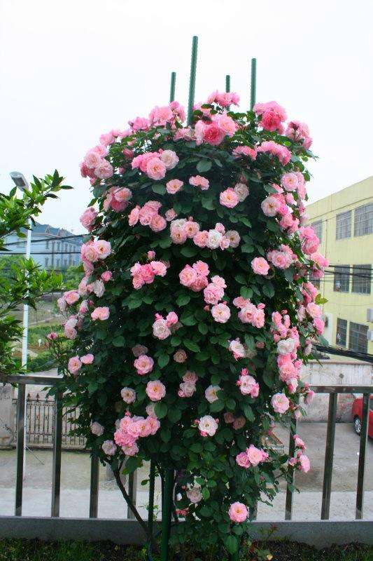 藤本月季春季开花后怎样管理,藤本月季开花前的管理