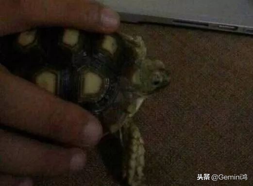 文玩小乌龟,文玩乌龟代表什么