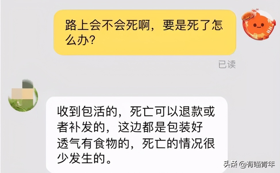 网上买的猫运回来死了,网上买猫三天送到半夜死了