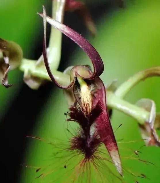 史上最全的兰花鉴赏,兰花品种之精品欣赏