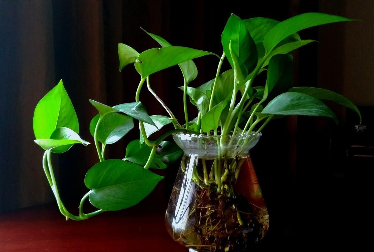 水培绿萝有水就能成活换水要勤快,水培绿萝需要换水吗多久要换一次