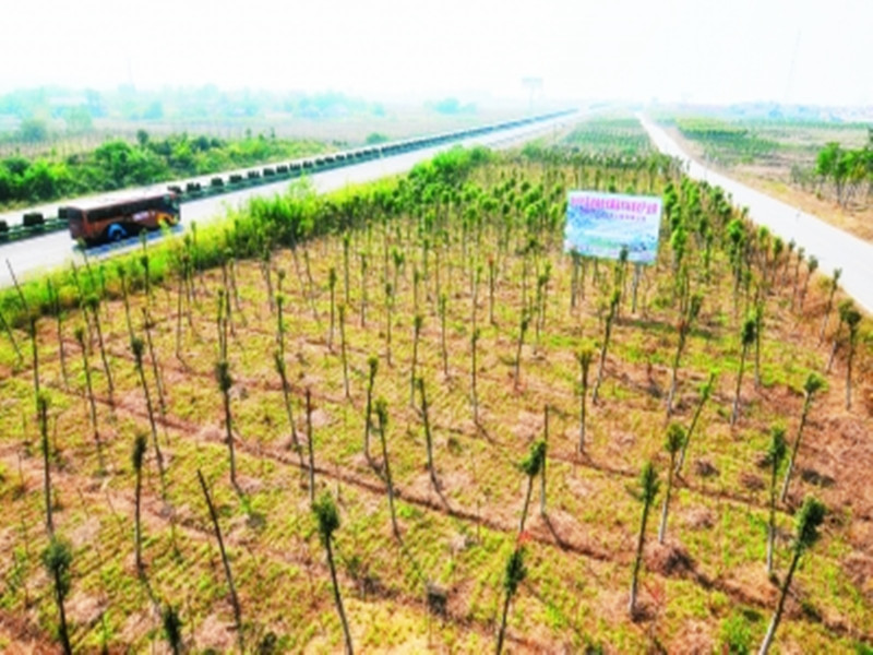 苗木一签四证是哪些,苗木两证一签模板