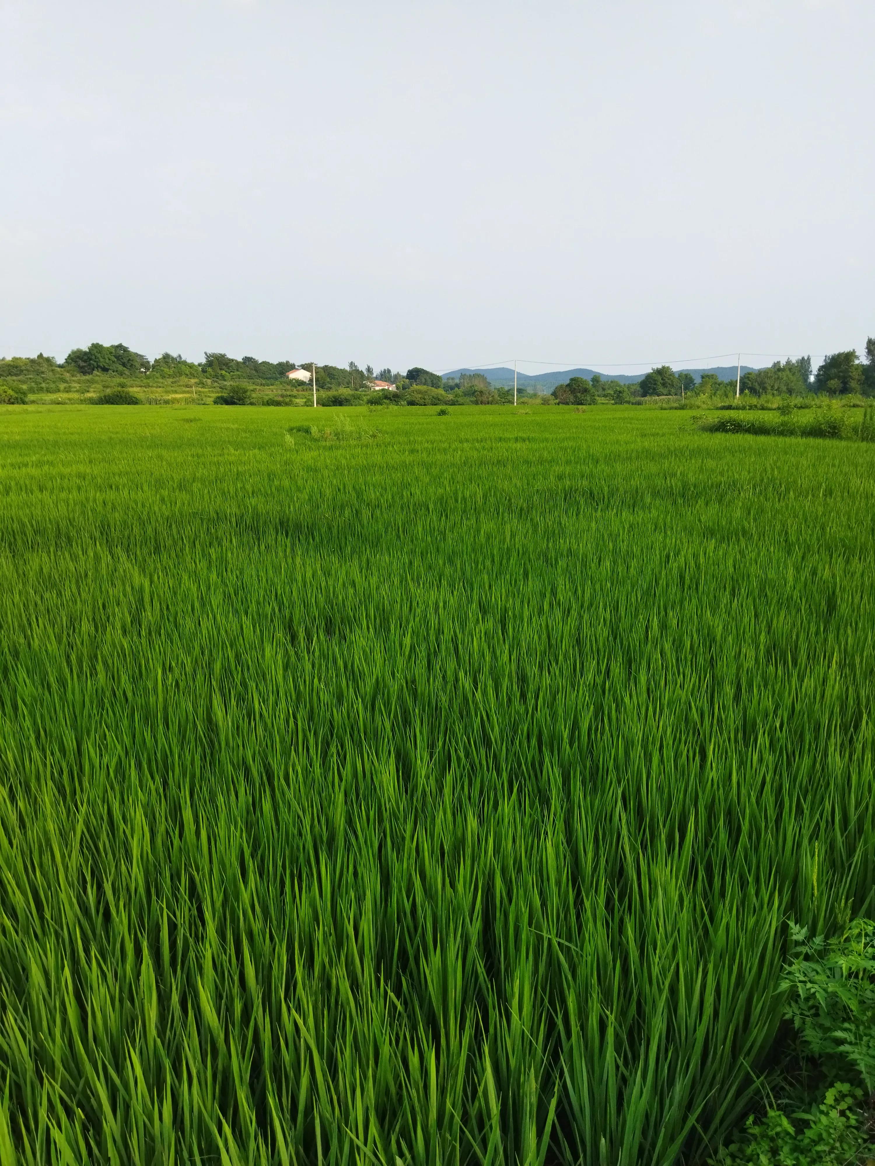 蜜蜂喂蜂蜜多少斤能酿一斤成熟蜜,5箱蜜蜂一年可以酿375千克蜂蜜