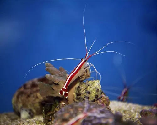 海水鲽鱼在一起打架吗,鱼儿为什么会打架