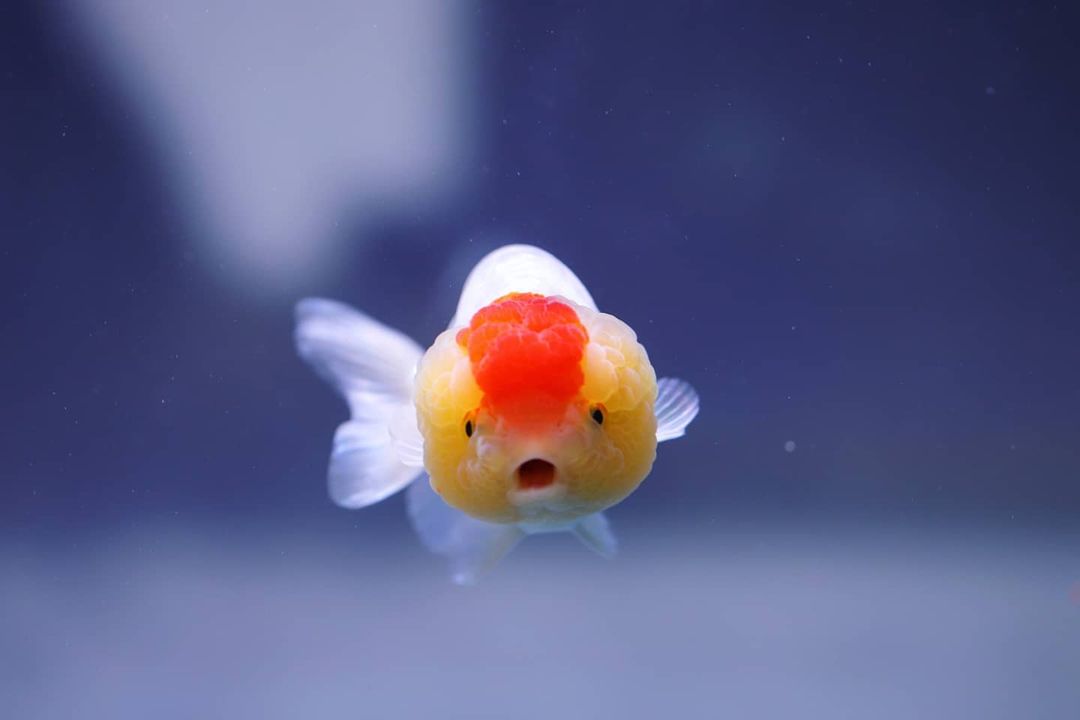 新手适合养什么水生爬宠,养水宠需要什么条件