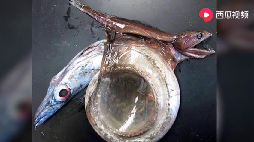 动物竟然有超能力！是不是嫉妒了？看西瓜视频告诉你怎么匪夷所思