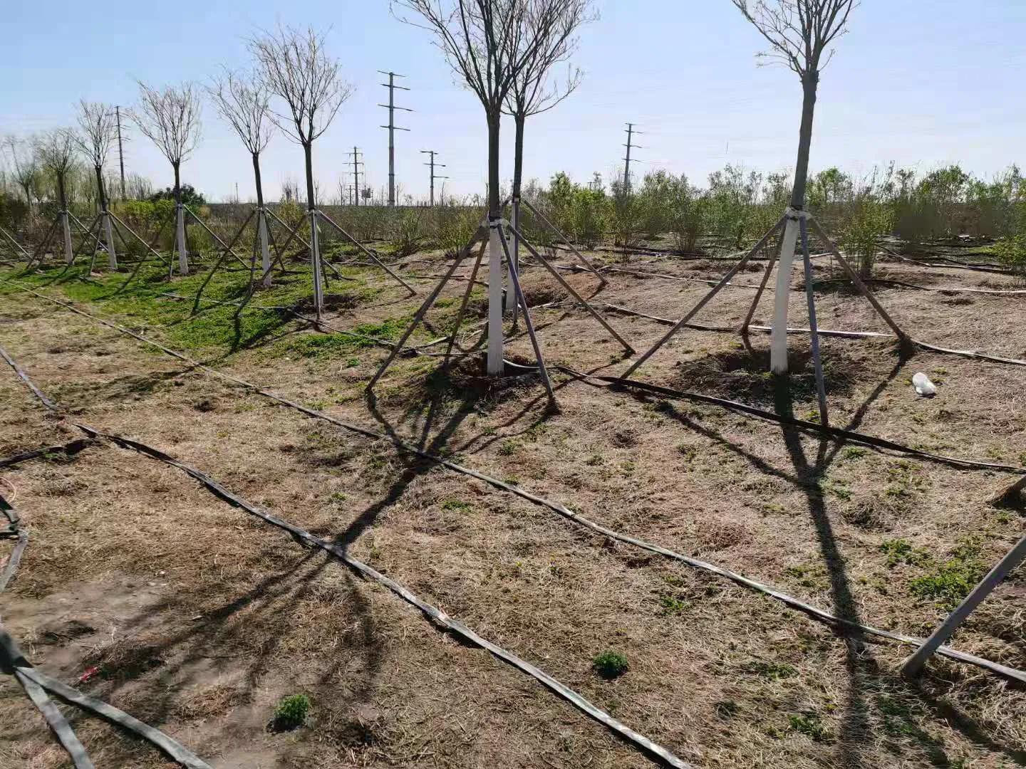 天津空港七彩花田几月去最好,空港七彩花田坐几路公交车去