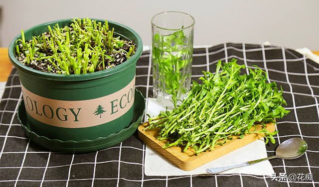 养心菜是不死菜吗,养心菜怎么养