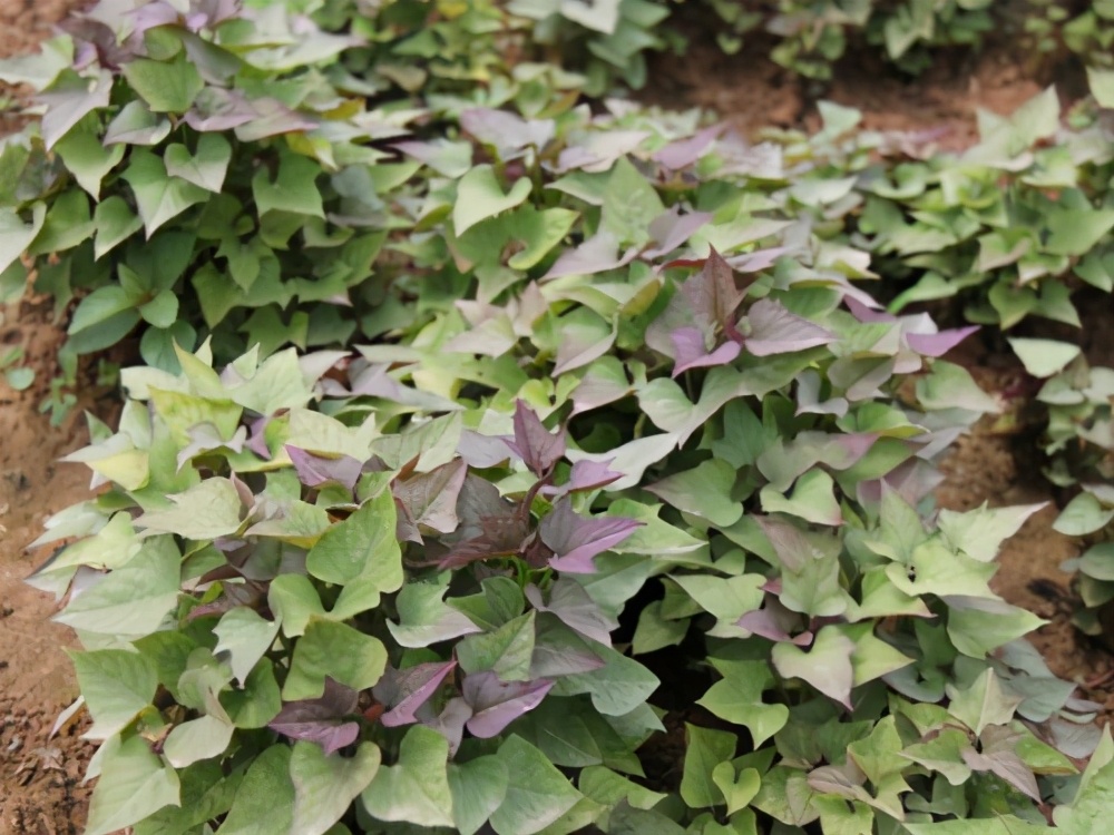 天热红薯怎么栽高产视频,高温天气怎么种红薯好