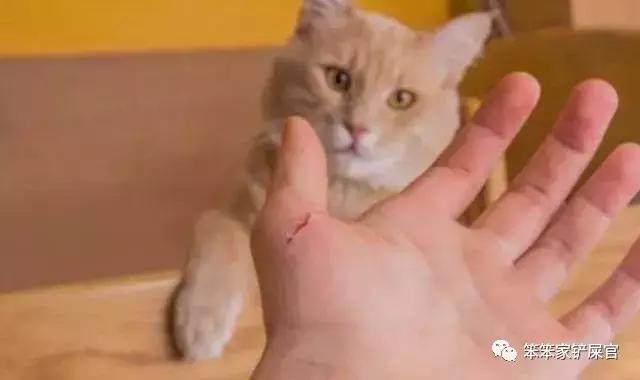 猫咪挠人咬人怎么制服,猫咪经常咬人该怎么办