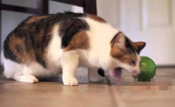 怎么判断猫很健康,怎么自己判断猫咪的健康状态