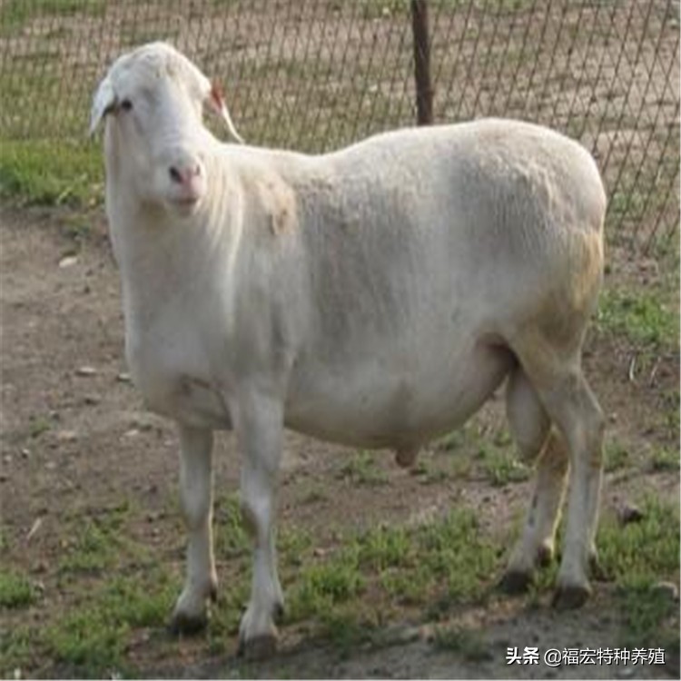 杜泊绵羊和波尔山羊杂交,杜泊羊与澳洲白羊哪个体型大