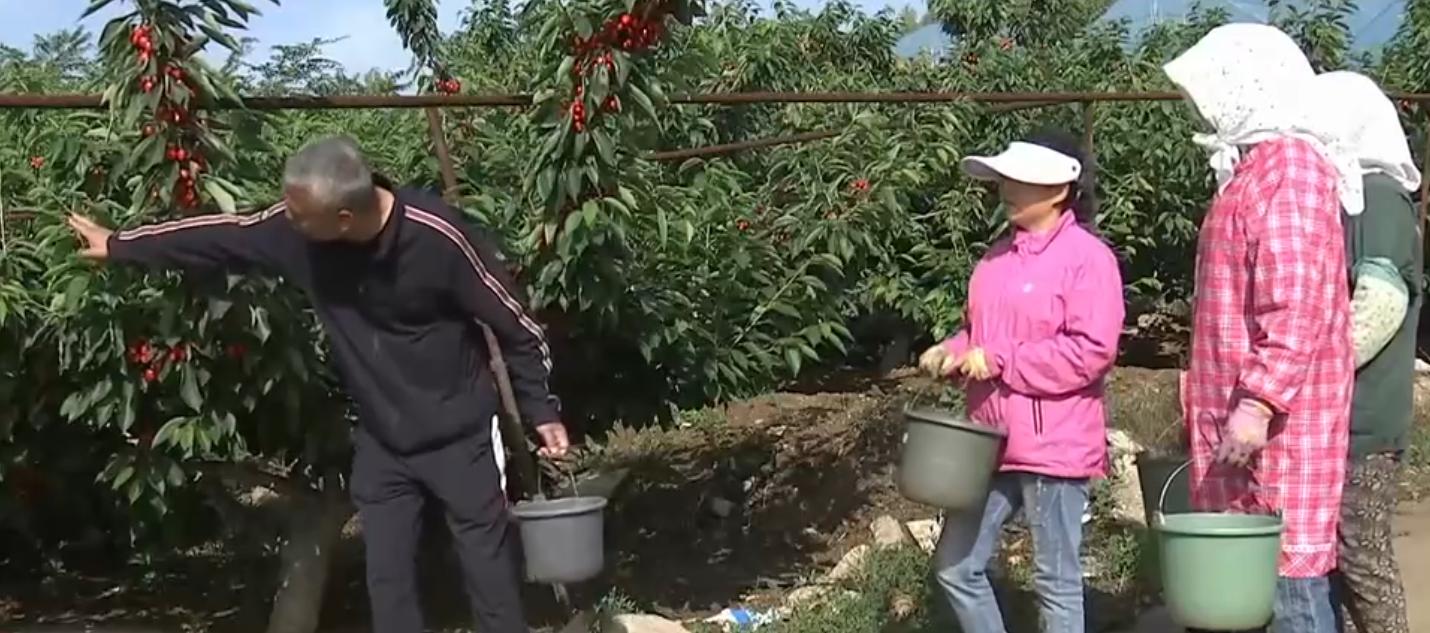 种植樱桃带动群众致富业绩介绍,下岗工人创业2元糖葫芦年赚2千万