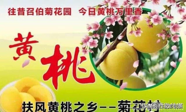 扶风杏林菊花村,宝鸡扶风杏林菊花村