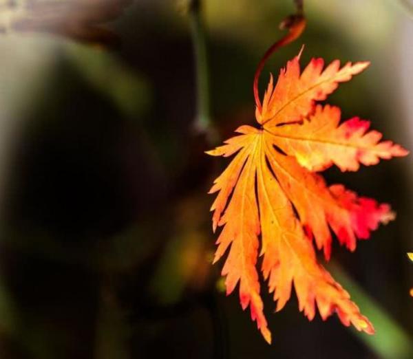 一个人好运来临的八个征兆,一旦遇到这3个暗示证明好运将至