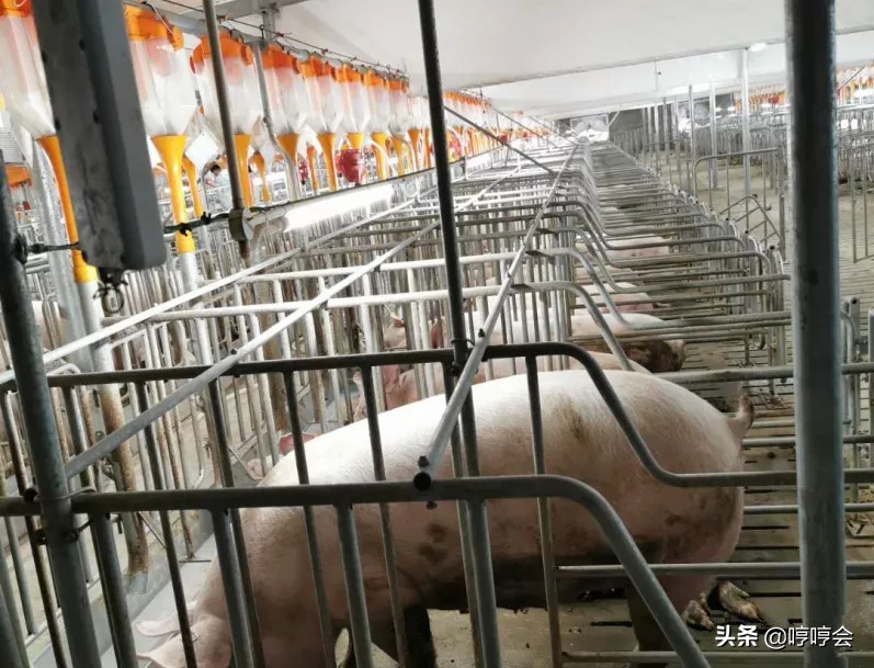 养猪场饲养管理技术要点,阳光养猪场的正确方法和技巧