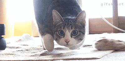 猫咪挠人咬人怎么制服,猫咪经常咬人该怎么办