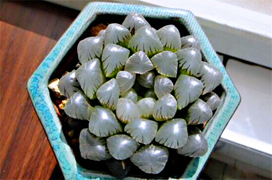 冰灯玉露防辐射彩色多肉植物,超大母本冰灯玉露多肉植物