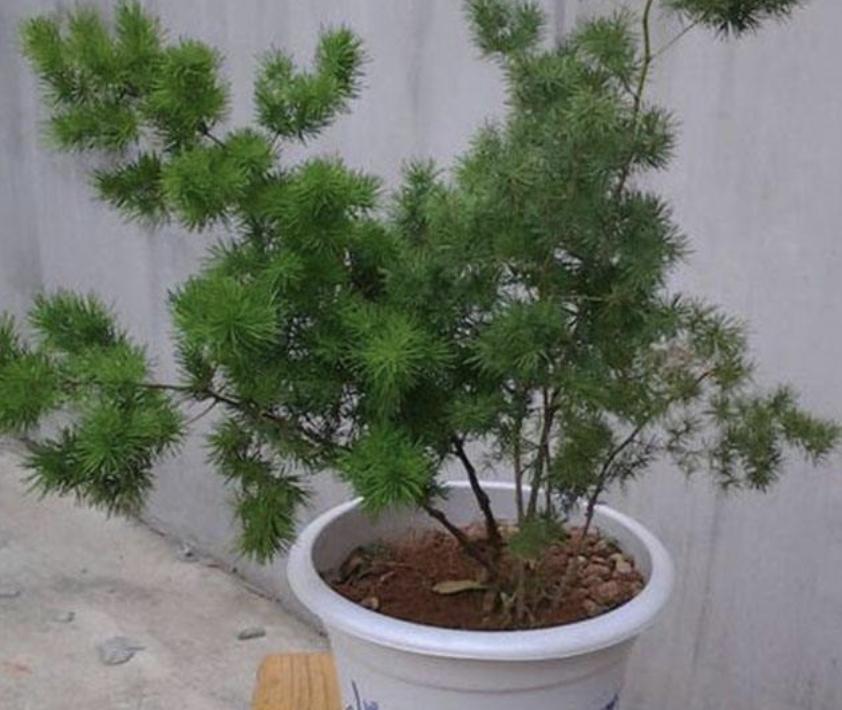 山上的1种“小树”，被称为“蓬莱松”，养花盆里变值钱，还好看