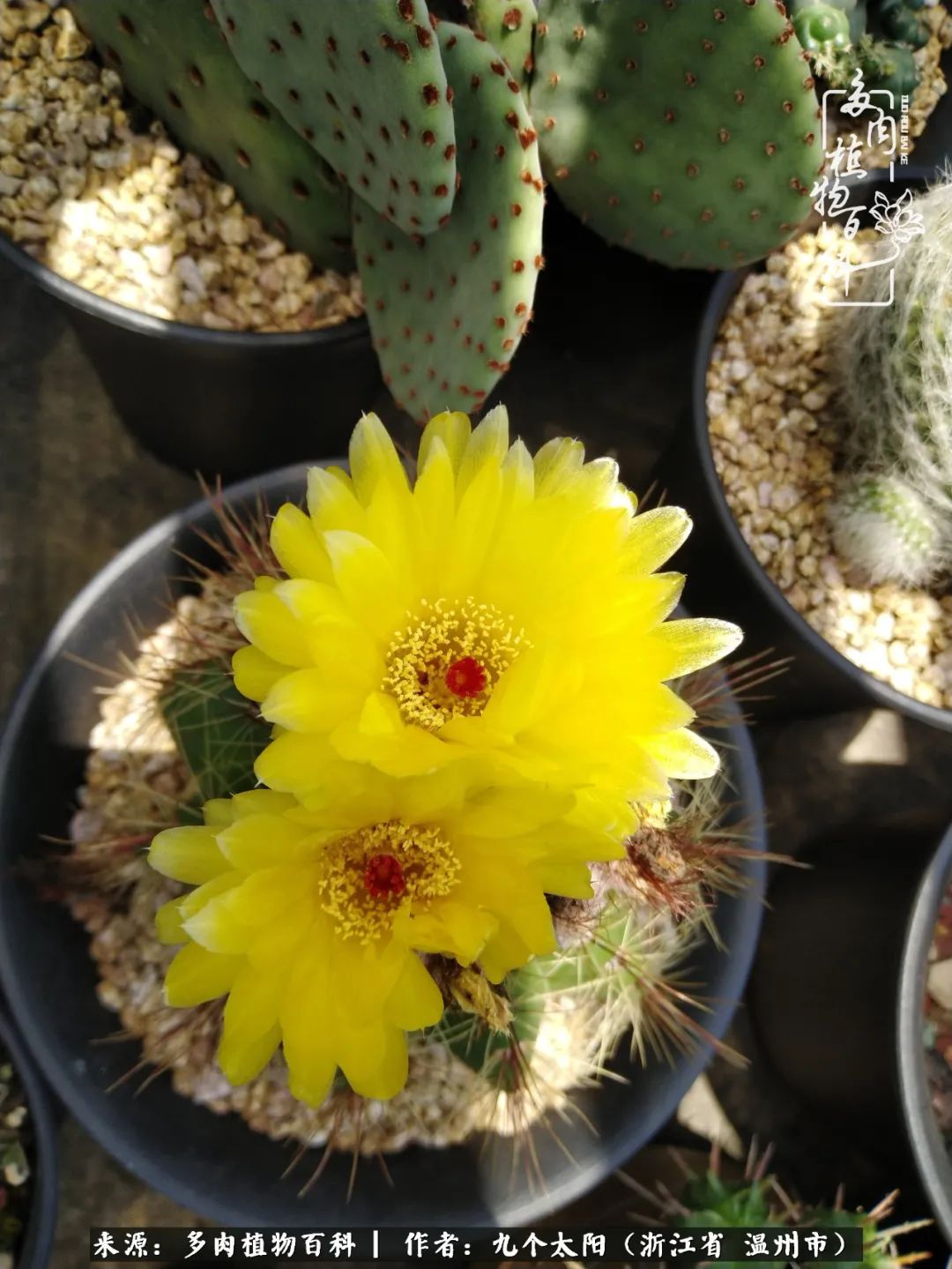 景天、球和龙舌兰，只要是多肉，都喜爱